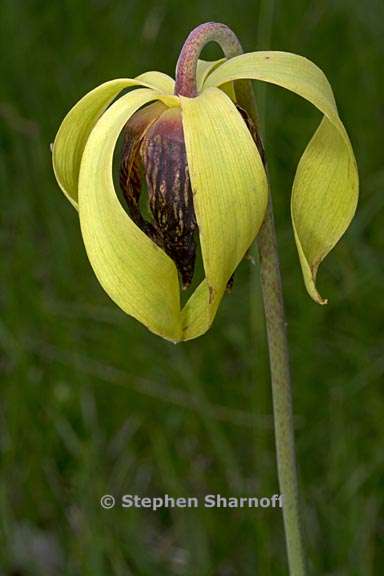 darlingtonia californica 9 graphic